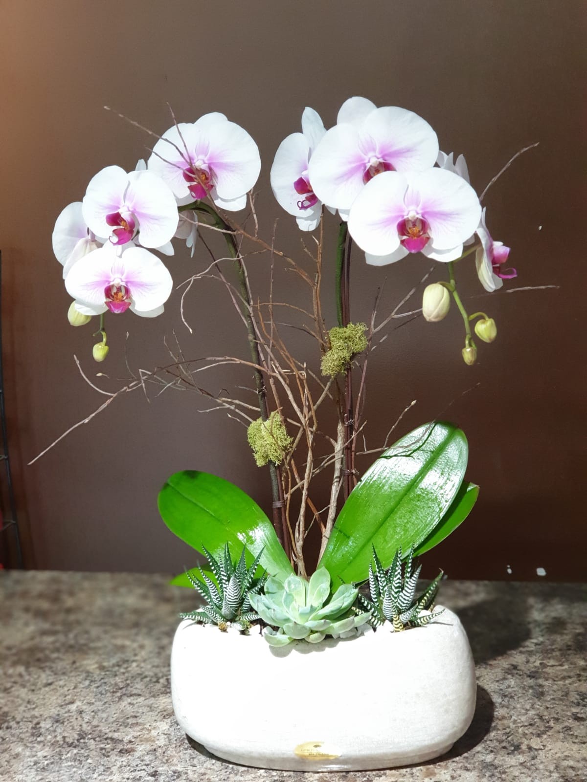 Orchid Planter 6