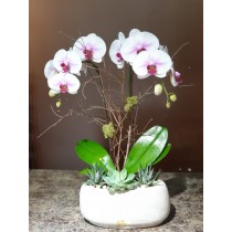 Orchid Planter 6